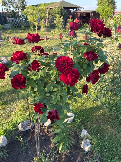 The image displays a close-up, angled view of a deep red rose bush in bloom, set within a garden. The roses, some fully open and others still in bud, exhibit a rich, velvety texture. Lush green leaves surround the flowers, providing a vibrant contrast. In the background, the scene suggests a backyard setting with hints of a wooden structure, possibly a gazebo or shed, partially visible on the left. The ground is covered with grass and soil, with a few scattered stones adding a natural element. The lighting indicates it is daytime, likely late afternoon or early evening, given the soft sunlight casting shadows and highlighting the textures of the roses and foliage. The overall atmosphere is serene and picturesque, capturing the beauty of a blooming garden. No text is visible in the image.