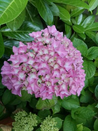 A close-up, high-angle shot captures a cluster of pink hydrangea flowers, their petals delicately tinged with white at the edges and centers. The flowers are surrounded by vibrant green leaves, some of which show signs of minor wear. In the lower portion of the image, two smaller clusters of undeveloped, pale green buds are visible. The scene appears to be an outdoor garden. The image does not contain enough detail to definitively place it in Canterbury, United Kingdom, nor does it depict any people, actions, or interactions. The lighting suggests it was taken during daylight hours.