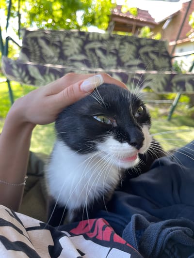 A black and white cat is being petted by a person's hand. The cat has green eyes and pink gums visible. The person's hand is positioned on the cat's head. The scene appears to be outdoors, possibly in a garden, with a swing set and foliage in the background. The location is identified as Totleben, Bulgaria.