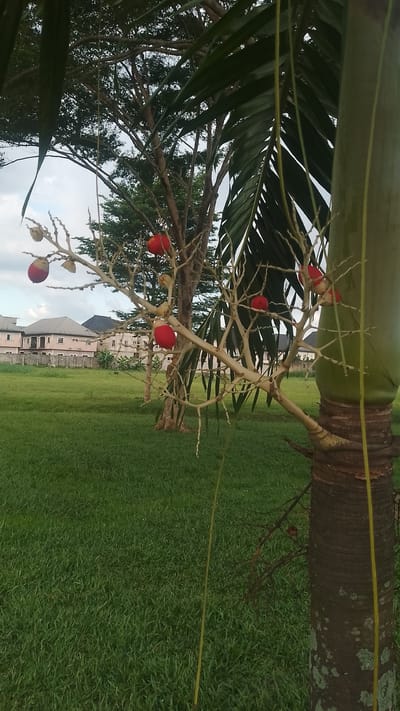 The image shows a grassy field in Asubi, Nigeria. In the foreground is a palm tree with red fruits growing from its branches. Behind the palm tree, there is another tree with bare branches and more red fruits. In the background are houses and a fence. The sky is overcast.