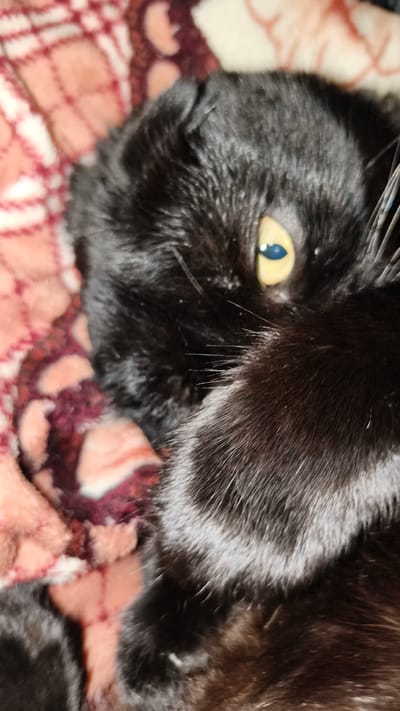 The image is a close-up, vertically oriented, outdoor photograph of a black cat lying on a patterned blanket. The cat's face is partially obscured, with only one eye clearly visible. The visible eye is bright yellow with a dark blue pupil. The cat's fur is black and appears soft. The blanket is pink and brown with a checkered pattern and a darker, possibly burgundy, floral or abstract pattern superimposed. The background is out of focus, suggesting a shallow depth of field. The lighting appears to be dim, possibly from indoor lighting or late evening, as there are no strong shadows. The cat appears to be relaxed or possibly sleepy, given its posture and the half-closed eye. There is no visible text in the image. The location context is provided as Sobinka, Russia, but there are no specific visual cues in the image to confirm this location.