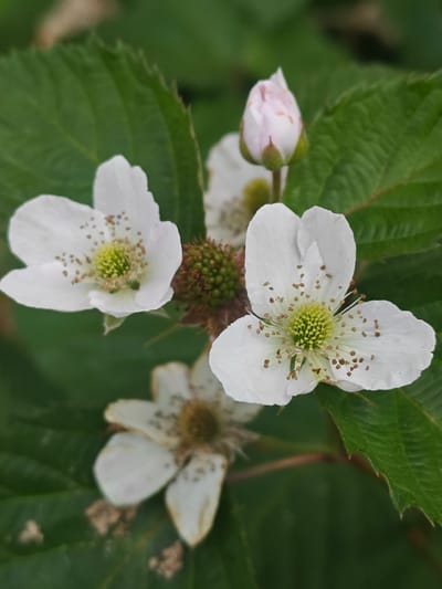 This image features a close-up of several white blackberry flowers, one of which is a pink bud. The flowers have delicate white petals and prominent green centers surrounded by numerous brown stamens. A small, unripe green blackberry is visible between two of the flowers. The scene is set against a backdrop of lush green leaves, some of which are slightly out of focus. The lighting suggests it is daytime, possibly overcast given the soft light and lack of harsh shadows. The focus is sharp on the flowers and the developing fruit, drawing attention to the details of the plant's reproductive structures and its growth stages. The image appears to be taken outdoors in a natural setting, possibly a garden or woodland area. There is no visible text in the image.