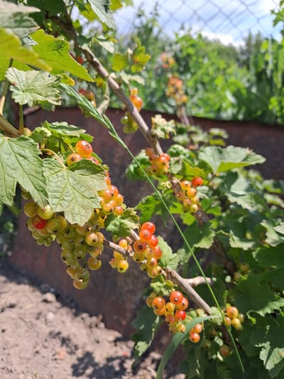 The image shows a close-up of ripening redcurrants on a bush. The berries are in various stages of development, ranging from pale green to translucent yellow, with some showing hints of red. They are clustered in small bunches along thin, woody branches, interspersed with broad, lobed green leaves. Some of the leaves are illuminated by sunlight, highlighting their textured surfaces and serrated edges. In the background, a blurred fence made of wire mesh can be seen, with more foliage behind it. The ground below the bush appears to be dry, dark soil with some scattered organic matter. The lighting suggests it is daytime, with bright sunlight casting shadows. The setting is outdoors, likely a garden or allotment, given the presence of a cultivated plant and a fence. The overall impression is one of natural growth and the beginning of the harvest season. There is no visible text in the image.