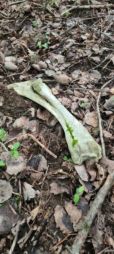A light-colored, weathered bone, possibly from an animal, lies on a forest floor covered in dry brown leaves and small green shoots. Some moss grows in a crevice of the bone. The setting appears to be a natural wooded area with fallen branches scattered amongst the leaf litter. No human presence or activity is evident in the image. The location within the city of Laga, Bulgaria, cannot be determined from the visual information provided in this image.