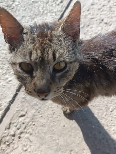 A close-up, high-angle shot captures a tabby cat's face, its gaze directed towards the camera. The cat's fur is a mix of gray and brown stripes, with distinct markings around its eyes and forehead. Its eyes are a luminous amber, reflecting the sunlight. The cat's pink nose and prominent white whiskers are clearly visible. The background consists of a textured, gray surface that appears to be asphalt or concrete, with some pebbles and debris scattered about. A shadow of the cat is cast on the ground to its right. The image is taken outdoors, likely on a sunny day, as indicated by the bright lighting and distinct shadow. There is no visible indication of the location being in Elizaveta, Moldova.