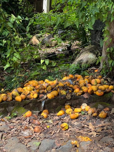 A pile of ripe, fallen mangoes lies on a low, moss-covered stone wall in Amapalita, El Salvador. The mangoes are a vibrant orange-yellow, with some showing signs of bruising and decay. Some mangoes are partially obscured by dry leaves and debris that have fallen on the ground. Behind the wall, a dense green foliage of vines and trees creates a shaded background, with a rough stone wall visible in the distance. A barbed wire fence runs horizontally across the scene, separating the mangoes from the vegetation. The ground in front of the wall is covered with stones and fallen leaves, with a few more mangoes scattered among them, some appearing decomposed. Sunlight filters through the leaves, casting shadows and illuminating parts of the scene. The overall impression is one of natural abundance and the cycle of decomposition.