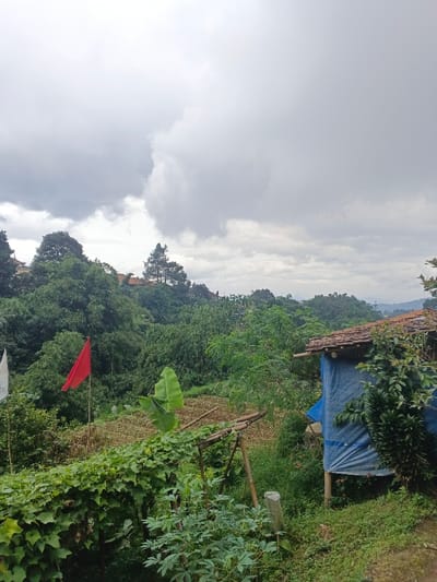 Lush green foliage covers hills under a cloudy sky. A red flag stands amidst the vegetation on the left. A small, makeshift structure with a tiled roof and blue tarp walls sits on the right, partially obscured by a bush. In the foreground, sprawling vines and various plants thrive. Buildings can be glimpsed in the distance atop the hills.