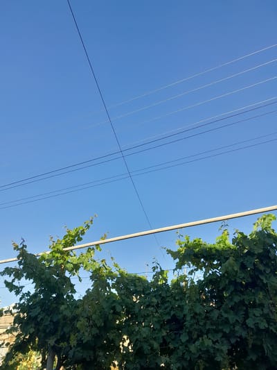 A clear blue sky dominates the upper portion of the image. Several thin, parallel wires are stretched horizontally across the sky, intersecting each other in places. Below the wires, a dense canopy of green grapevines stretches across the frame. The vines are supported by a horizontal, light-colored pole or trellis, which is visible above the foliage. The leaves are lush and varied in shape, with some smaller, lighter green leaves and tendrils at the top, and darker, fuller foliage below. In the lower left corner, a portion of a building with beige siding is visible, suggesting an urban or suburban setting. The overall impression is an outdoor scene, likely in a backyard or garden, with overhead wires common in Armenian cities like Artashat. There are no people or animals visible in the image.