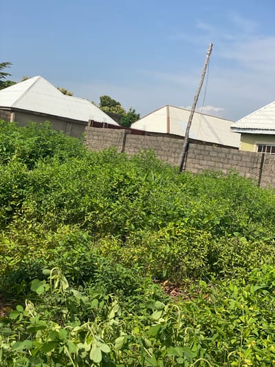 This is a photograph taken in the city of Daniel, Nigeria, depicting an outdoor scene characterized by overgrown vegetation and residential structures. In the foreground, a dense field of green, leafy plants dominates the frame, with some plants appearing wilted. A rough-hewn wooden pole, likely an old utility pole, stands prominently in the middle ground, leaning slightly to the right and adorned with some loose wires. Beyond the vegetation and the pole, a brick wall extends horizontally across the image, forming a boundary. Visible above the wall are parts of several houses with distinctive white, corrugated metal roofs. The sky above is a clear blue with a few wispy clouds, suggesting a sunny day. The overall impression is one of an undeveloped or semi-developed area with signs of nature reclaiming space.