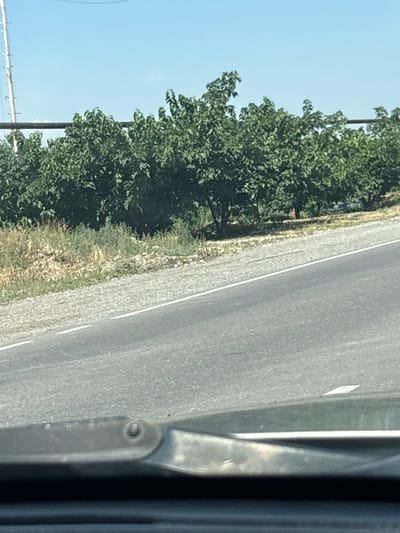This media file captures a roadside scene, likely from a vehicle, in a rural setting. The main subjects are a lush green tree line bordering a paved road. The road has a white line marking its edge, suggesting it's a two-lane highway or a significant local road.

To the left, a dense collection of trees with full foliage dominates the frame. The branches are laden with leaves, indicating a warm season, likely spring or summer. The sky above is a clear, bright blue, hinting at a sunny day. The ground along the edge of the road appears to be covered in dry grass and some patches of green vegetation, with scattered small stones and dirt.

To the right of the road, a metallic structure is partially visible, with ribbed detailing. It appears to be part of a vehicle or some form of roadside infrastructure. A small, reflective diamond-shaped marker is present on the road's surface near this structure.

The image is oriented vertically, with the road running diagonally from the bottom right to the top left. The lighting suggests it's daytime, with the sun casting no strong shadows that would indicate early morning or late afternoon. There are no people or animals visible in the frame, and no text can be deciphered. The overall impression is one of a serene, possibly uneventful drive through a natural landscape. The location context provided, Armash, Armenia, places this scene within a specific geographical region.