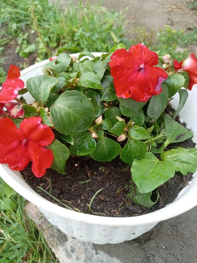 A white plastic pot containing a plant with vibrant red flowers and green leaves sits outdoors, likely in a garden setting. The pot is filled with dark soil, and some of the leaves and petals are speckled with water droplets, suggesting recent rain or watering. The background consists of blurred green foliage and a hint of a concrete surface. The overall scene depicts a potted flowering plant in a natural, possibly damp, environment.