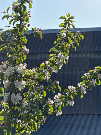 This media file captures a close-up, outdoor scene featuring several branches of an apple tree in bloom. The branches, laden with fresh green leaves and numerous flowers, extend across the frame. The apple blossoms are predominantly white, with delicate pink hues visible on the buds and some of the open flowers. The leaves are vibrant green and appear backlit by the sun, creating a luminous effect on their edges.
In the background, to the left, a clear, bright blue sky is visible, suggesting good weather conditions. To the right, and partially obscured by the foliage, is a dark blue or grey corrugated metal structure, possibly part of a building's roof or siding. The texture of the corrugated metal is distinct. The bright sunlight indicates it is daytime, likely morning or late afternoon, given the angle of light accentuating the leaves.
The image conveys a sense of spring and natural beauty, characteristic of an apple orchard or garden in bloom. There are no people or discernible activities taking place. No visible text is present in the image. The scene is set in Minino Stantsiya, Russia.