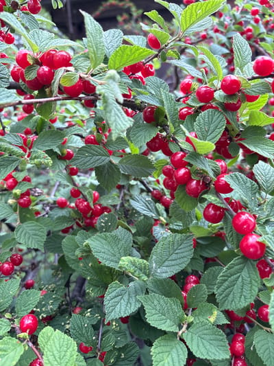 The image is a close-up shot of a bush laden with ripe, red berries, likely nanking cherries, surrounded by vibrant green leaves. The berries are small, round, and have a smooth, glossy skin. They are clustered together on thin branches, some appearing in small groups of two or three. The leaves are oval-shaped with serrated edges and a slightly textured surface, indicating a healthy plant. The background is softly blurred, suggesting a shallow depth of field and focusing attention on the berries and foliage. There are no people visible in the image. The scene appears to be an outdoor environment, possibly a garden or a natural setting. The lighting suggests it is daytime, with natural light illuminating the subject. The location is specified as Siniy Gay, Russia, implying a natural or cultivated landscape within that region.