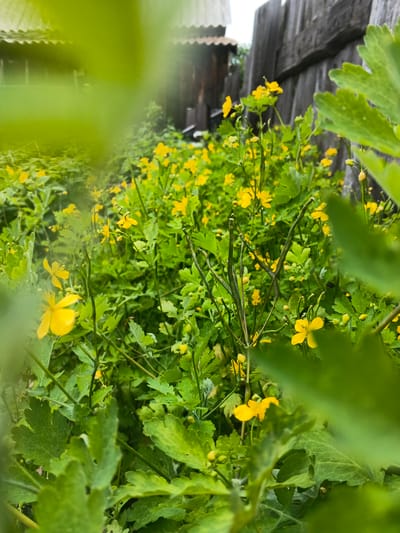 This is a close-up, eye-level shot of celandine flowers with yellow petals and green leaves, set against a backdrop of a weathered wooden fence and a corrugated metal roof. The foreground is partially obscured by blurred green leaves, creating a natural framing effect. The image is taken outdoors, suggesting a garden or wild area within the city of Kamenno-Angarsk, Russia. There are no people or animals visible in the scene, and no specific actions or interactions are depicted. The overall atmosphere is one of natural beauty and rustic simplicity.