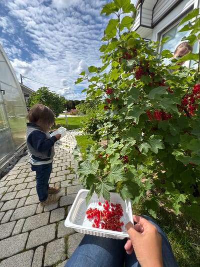 In Oliki, Russia, a young child with brown hair, wearing a blue and gray sweater and blue jeans, stands on a paved pathway next to a lush green currant bush laden with red berries. The child is holding a white plastic container filled with harvested red currants. In the background, a greenhouse is visible on the left, and a house with a window reflecting the sky and clouds is on the right. The sky is a vibrant blue with scattered white, puffy clouds, suggesting a pleasant day. A person's hand, wearing blue jeans, is visible in the lower right corner of the image, holding a container also filled with red currants. The overall scene depicts a moment of fruit harvesting in a garden setting.