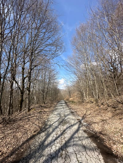 The image displays an unpopulated, cracked asphalt road extending into the distance through a dense, bare deciduous forest, located in Borinovo, Bulgaria. The road surface is severely degraded, showing a pervasive network of fissures and exposed aggregate. Bare deciduous trees, indicating late autumn, winter, or early spring, line both sides of the road, forming a natural corridor. The ground adjacent to the road is covered with a thick layer of dry, brown fallen leaves. The sky above is clear blue with sparse white clouds. Bright sunlight illuminates the scene, casting long, intricate shadows of the tree branches across the damaged road surface. No individuals or active subjects are visible within the frame.