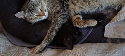 In an interior setting, two cats are resting on a surface composed of various textiles. The cat on top, a tabby, is asleep with its eyes closed, its head resting on the other cat. Its paws are extended, one draped over the body of the other feline. The second cat, which appears to be solid black, is partially visible beneath the tabby. Its head is turned, and one eye is subtly open, showing a green iris. The environment suggests a domestic, relaxed atmosphere. This scene is not located in Bash-Kaiyndy, Kyrgyzstan.