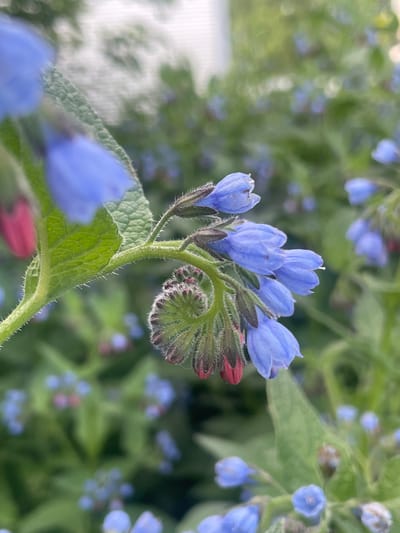 The image presents a close-up photograph of a cluster of blue flowers, likely comfrey (Symphytum species), growing in a natural outdoor setting in Topolevo, Russia. The primary subject is a focal cluster of bell-shaped, vibrant blue flowers, some fully open and others still in various stages of budding.
The flowers are arranged along a gracefully curving, hairy green stem, a characteristic known as a scorpioid cyme, where new buds unfurl from a coiled tip. Several buds visible at the end of the stem are a reddish-purple hue, transitioning to blue as they mature and open. The stems and leaves are covered in fine, bristly hairs, giving them a slightly textured appearance. The leaves are green, broad, and show distinct vein patterns.
The background is a soft blur of green foliage, interspersed with numerous other out-of-focus blue flowers and buds, indicating a patch of similar plants. This shallow depth of field effectively draws attention to the detailed cluster of flowers in the foreground. The lighting appears bright and natural, suggesting it is daytime, possibly morning or late afternoon, with no harsh shadows. No specific activity or event is depicted beyond the natural growth and blooming of the plants. There is no visible text in the image. The overall impression is one of natural beauty and tranquility.