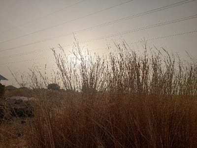 Tall, dry grass dominates the foreground, obscuring a distant landscape under a hazy sky. Power lines stretch horizontally across the upper portion of the image. The sun, a bright spot, peeks through the grass in the midground. Hints of buildings and sparse trees are visible in the distance, adding depth to the scene. The overall color palette is muted, with browns and tans prevailing.