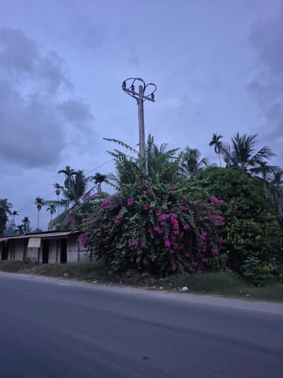 The image shows a street scene in Manetunong, Indonesia. A paved road runs along the right side of the frame. On the left, a lush green area features flowering bushes with bright pink blossoms and palm trees, obscuring a partially visible structure. A utility pole with electrical wires stands against a cloudy sky in the background. The image appears to be taken at dusk or dawn due to the low light levels.