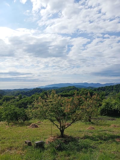 This image depicts a scenic landscape view from Bagazhvyashta, Abkhazia. The scene is dominated by rolling green hills covered in lush trees, stretching towards a hazy horizon. In the foreground, a grassy field is dotted with several small mounds of hay and a solitary, well-branched tree with a reddish-tinged canopy. Two concrete blocks rest on the grass near the base of this tree.

The sky above is a patchwork of bright blue and soft, scattered white clouds, suggesting a pleasant, possibly early morning or late afternoon. The light filtering through the clouds creates a gentle illumination across the landscape. The distant mountains are softened by atmospheric perspective, appearing as muted blue silhouettes against the sky.

There are no people or discernible text in the image. The overall impression is one of peaceful, natural beauty, evoking a sense of tranquility and rural serenity. The environment appears to be a cultivated area, possibly a farm or orchard, given the hay and the orderly arrangement of trees.