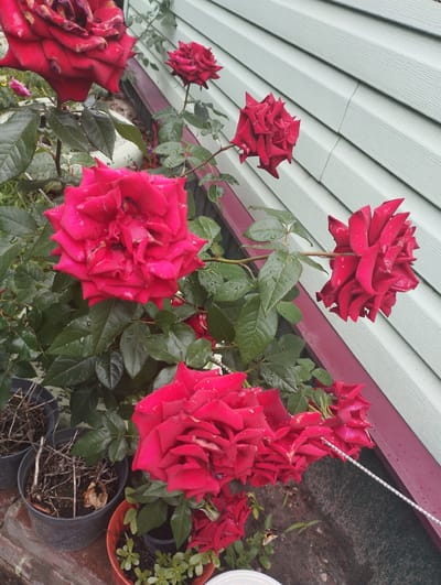 In Lebedyn, Ukraine, a cluster of vibrant red roses blooms against a backdrop of pale green siding on a building. Several roses, some fully open and others in bud, display deep red petals, many still adorned with water droplets. They grow from a bush with lush green leaves, positioned in pots on a brick-like surface. The siding shows a subtle texture and is divided by horizontal lines. A narrow, dark red trim runs along the base of the siding. The scene appears to be outdoors, likely in a garden or courtyard.