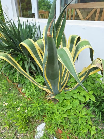 A close-up, eye-level shot focuses on a large, variegated agave plant with broad, sword-like leaves edged in yellow and green. The plant is situated outdoors in front of a white building with a window showing a wooden lattice structure and greenery beyond. Surrounding the agave is lush green foliage, including smaller plants and blades of grass, with scattered small white wildflowers visible in the lower left quadrant of the image. Several terra cotta pots are partially visible amongst the plants. The ground is a mix of gravel and soil. The scene appears to be in a garden setting in the village of Nigvztianis Temi, Georgia.