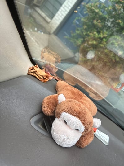 An image taken from inside a vehicle shows a stuffed monkey toy lying on the dashboard. The monkey is brown and white with its head resting on the dashboard. Beside the monkey is a dried, brown flower. The dashboard is dark gray and textured. Through the windshield, a reflection of green trees and buildings can be seen, suggesting an outdoor environment. The image is taken from a close-up perspective, focusing on the toy and the dashboard. The setting appears to be a car parked outdoors, possibly in a residential area or a parking lot.