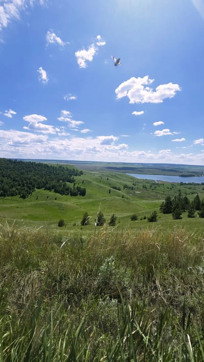 An aerial view captures a vast, rolling green landscape under a bright blue sky dotted with white, fluffy clouds. In the upper portion of the image, a single bird is in flight. The landscape features undulating hills covered in lush grass, interspersed with patches of trees. In the distance, a body of water, possibly a river or lake, stretches across the horizon, bordered by more green terrain and a hint of scattered human settlements. The foreground is dominated by tall, dry grass, suggesting a natural, open terrain. The overall impression is one of a serene and expansive natural environment. This view is consistent with the geographical features found around Mikulino, Russia, known for its scenic, hilly topography and proximity to waterways.