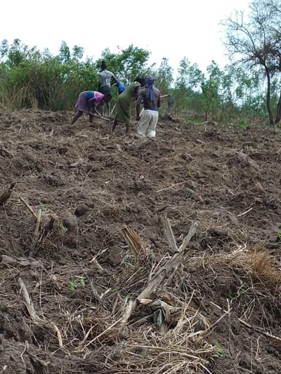 A group of people till a vast field. They are spread out, laboring with hand tools, likely hoes. The freshly turned earth is dark and rich, showing remnants of previous crops like dried stalks and straw. The terrain is uneven, sloping upwards towards a line of dense green foliage and scattered trees under a cloudy sky. The scene evokes a sense of rural subsistence farming.