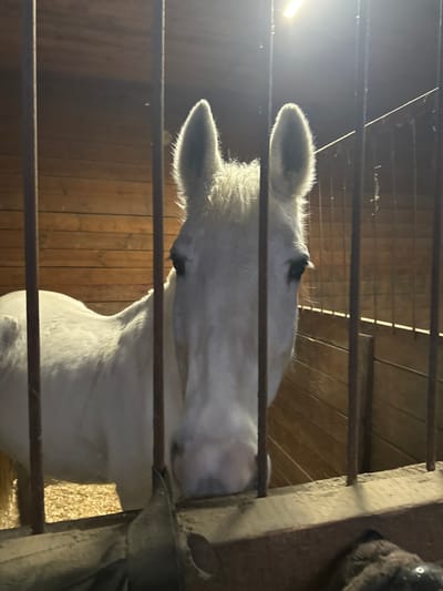 An adult horse, predominantly white or light grey, is depicted within a stall. The horse's head and upper body are visible, framed by vertical metal bars in the foreground that separate the animal from the viewer. The horse faces directly towards the camera, with its muzzle positioned low, near the base of the bars. The background consists of wooden plank walls, arranged horizontally. Overhead, a bright artificial light source casts a glare, illuminating the scene and creating some backlighting on the horse's mane and ears. Evidence of bedding, likely straw or wood shavings, is visible on the stall floor behind the horse. The specific location in Kalinovo, Russia, is not discernible from the image content itself.