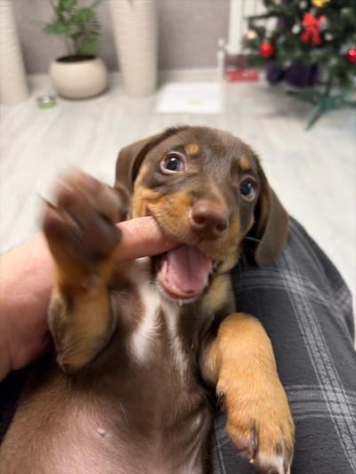 A playful dachshund puppy lies on its back against a gray, patterned surface, possibly clothing. The puppy is brown and tan with a white patch on its chest, and it's playfully biting a human finger. Its mouth is open, revealing pink gums and tiny teeth. The puppy's eyes are wide and alert. In the blurred background, there's a Christmas tree decorated with red ornaments and a small potted plant. The scene captures a moment of interactive play.