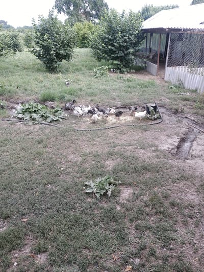 A group of chickens are gathered in a muddy area with a black tub. The chickens are of various colors, including white, black, and speckled. They appear to be pecking at something in or around the tub, possibly food or water. The ground around them is a mix of grass and bare earth, with some muddy patches. To the left of the chickens, there is a fenced enclosure, likely a chicken coop, with a corrugated metal roof and siding. Trees and lush green foliage are visible behind and to the left of the enclosure. The overall setting suggests an outdoor rural or farm environment. The lighting suggests it is daytime, with possibly overcast conditions given the muted colors. No text is visible in the image.