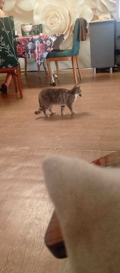 A tabby cat walks across a wooden floor in what appears to be a dining area. The cat is gray with dark stripes and a white chin. Behind the cat, a table is set with a floral tablecloth and a glass bowl. Two chairs are visible, one with dark green upholstery and the other with dark green fabric featuring a white floral pattern. A wall with a large floral design serves as the backdrop. In the foreground, a blurry object, possibly a person or furniture, obscures the lower portion of the image. The lighting suggests it is daytime. This scene is located in Dovzhansk, Ukraine.