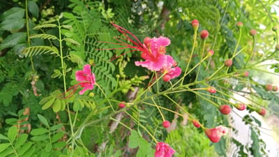 The image depicts pink flowers with long, red stamens, possibly Pride of Barbados (Caesalpinia pulcherrima), interspersed with green foliage and numerous unopened flower buds. The location is Blangtingkeum, Indonesia. The photograph focuses on the plant's details, emphasizing the vivid colors and intricate structures of the blossoms and buds. The background is blurred, suggesting a shallow depth of field. No people or interactions are visible in the scene.