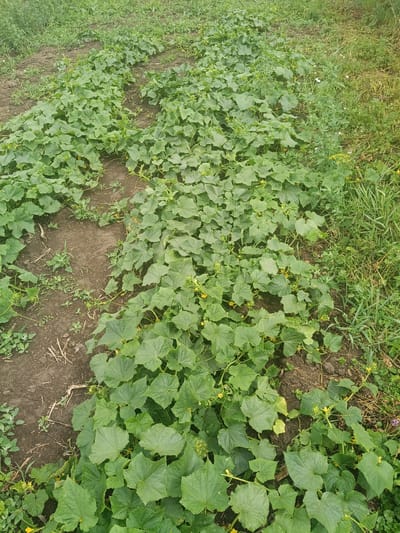 The image depicts rows of cucumber plants in a garden setting. The plants are lush and green, with large, lobed leaves and small yellow flowers visible. Some of the plants are beginning to spread out along the dark soil, forming a dense ground cover. To the right of the cucumber rows, there is an area of taller, wilder grass and other greenery, suggesting the edge of the cultivated area or a less maintained section of the garden. The soil appears to be dark and rich, with some dry plant debris scattered on the surface. The overall scene suggests a growing season in progress, with the plants healthy and developing. There are no people or animals visible in the image. The image does not contain any information that would allow for the precise location within the city of Litynia, Ukraine.