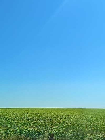 This is a vertical, eye-level, full-shot photograph of a vast field of sunflowers under a clear, bright blue sky. The field occupies the lower third of the frame, stretching horizon to horizon. The sunflowers are densely packed, creating a textured carpet of green leaves and yellow blooms, though the blooms are not individually distinct. The horizon line is sharp and flat, separating the field from the sky. The sky is a gradient of light blue, becoming lighter towards the horizon and featuring a subtle lens flare or light streak in the upper right quadrant. The scene depicts a rural landscape devoid of any human presence or structures. The location is identified as Borovan, Bulgaria.