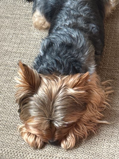 A close-up, top-down view shows a Yorkshire Terrier lying on a carpeted surface. The dog's back is dark gray and black, while its head and chest are a lighter tan and brown. The carpet is a neutral beige with a woven texture. The dog's face is mostly hidden, tucked into its paws. No other subjects or objects are visible in the frame. The image does not provide any information about the location in the city of Rudamina, Lithuania.