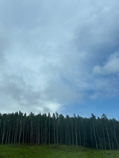 The image captures a dense forest of tall, slender trees, predominantly birches and pines, lined up against a backdrop of a cloudy sky. The trees, with their dark green foliage and light-colored trunks, form a sharp contrast with the lush green grass in the foreground. The sky above is a mix of pale blue and varying shades of gray clouds, suggesting an overcast or partially cloudy day. The scene appears to be a natural landscape, likely in a rural or forested area.