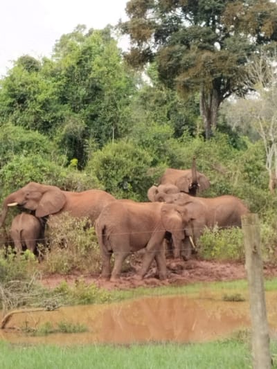 A herd of reddish-brown elephants is captured in a muddy clearing at the edge of a dense, green forest under what appears to be an overcast sky. At least seven to eight elephants, ranging from large adults to younger individuals, are visible. They are standing and moving through thick, reddish-brown mud, which covers their bodies and the ground.

In the midground, a large adult elephant on the far left has its head lowered, with a smaller elephant partially hidden behind it. Another large elephant in the center foreground walks through the mud, while further back and to the right, one elephant stands with its trunk raised high in the air, possibly spraying or sniffing. Other elephants are partially obscured by each other and the surrounding foliage. Many of the adults exhibit visible tusks.

The background is dominated by a lush expanse of tropical trees and dense green undergrowth, with some taller trees reaching towards the sky. In the immediate foreground, a body of muddy, reddish-brown water partially reflects the scene, with a strip of green grass separating it from the viewer. A wooden fence post and some wire fencing are visible on the right side, suggesting the presence of a managed area or a boundary. The scene depicts a natural wild habitat, with the elephants engaging in typical activities within their environment. There is no visible text.
