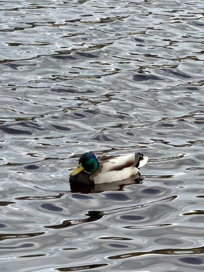 A mallard duck is swimming in water. The water's surface is rippled. The duck is positioned in the upper right of the frame with its head submerged in the water. Its green head and yellow beak are visible. The water surface is reflective and distorted. The scene appears to be in Pavlovo, Russia.