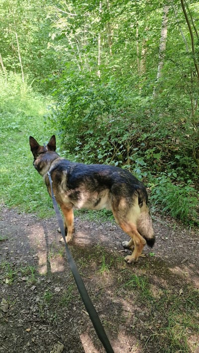 In this vertically oriented, outdoor photograph, a German Shepherd dog is the primary subject, viewed from a high angle, walking on a dirt path in a forest. The dog, with its characteristic black and tan markings, wears a collar and a blue leash which extends out of frame to the right. Its body is mostly in profile, facing left, with its head lowered. The dog's paws are visible on the path, which is a mix of dirt, small stones, and sparse green grass.
The setting is a wooded area with abundant greenery. Lush trees with dense foliage form a backdrop to the right of the path. Sunlight filters through the leaves, creating dappled shadows on the ground. The overall impression is of a peaceful woodland scene, likely during the daytime under fair weather conditions. There is no visible text in the image. The dog's posture suggests it is engaged in walking or perhaps sniffing the ground.