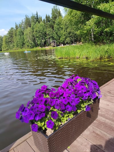 This is a medium shot, eye-level, outdoor photograph of a lake on a sunny day. In the foreground, a rectangular planter filled with vibrant purple petunias sits on a wooden deck. The lake extends into the background, with a lush green forest lining its far bank. Several people are visible on the shore and in the water. One person is in a blue kayak on the lake, and two people are on a white inflatable float. Further back, near the shore, a small group of people are lounging on the grass and under a wooden canopy. The water has ripples, and lily pads dot its surface. The sky is blue with some scattered white clouds. The scene appears to be a recreational area in Vylytydor, Russia, likely a park or resort.