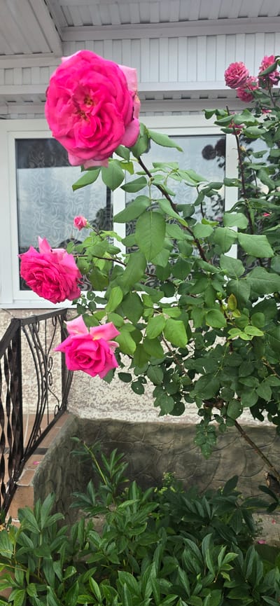 In Khabez, Russia, a close-up, vertical shot captures a vibrant pink rose bush situated in front of a white-paneled house with a large window. The rose bush features several blooms in various stages of development, with the most prominent being a large, fully opened rose in the upper left quadrant. The rose petals exhibit a rich, deep pink hue, with some lighter pink and yellow undertones in the center. Green leaves, some with small perforations, surround the flowers.

The house has a white frame around the window, and the wall beneath the window is textured with a light, speckled pattern. A dark metal railing, with an ornate scrolling design, is visible on the left side of the frame, suggesting a porch or balcony. Below the railing, a stone-like foundation or decorative element is visible. In the lower portion of the image, a bed of lush green foliage, likely other plants, fills the foreground. The overall scene evokes a sense of garden beauty against a residential backdrop.