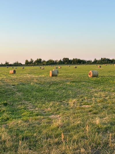 A wide shot captures a rural landscape in Rozhyshche, Ukraine, under a clear, pale blue sky transitioning to a soft pink near the horizon. The scene is dominated by a vast, green field dotted with numerous round hay bales. These bales, varying in size and color from golden brown to a lighter tan, are scattered across the grassy expanse. In the background, a dense line of green trees forms a natural border, with the tops of some buildings or structures faintly visible peeking through the foliage. The foreground of the field features longer, drier grass, while the rest of the field is mowed short and appears green and well-maintained. The overall impression is one of a peaceful, agricultural setting during what appears to be late afternoon or early evening, given the warm lighting.