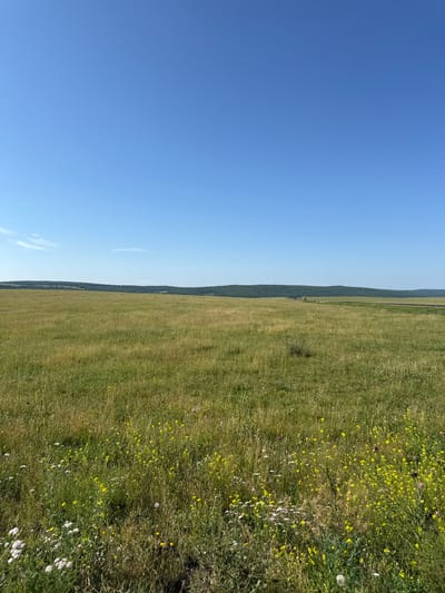 This is a photograph of a vast, grassy field under a clear, blue sky. The field is covered in a mix of tall green grass and smaller wildflowers, predominantly yellow and white, with a few scattered purple blooms. In the distance, a line of dark green trees forms a dense forest along a gentle, rolling hill. A faint, hazy line of what appears to be buildings or structures can be seen on the horizon, further in the distance, to the left of the tree line. The landscape appears open and undeveloped, consistent with a rural or natural setting. There are no people or animals visible in the image. The overall impression is one of a serene, sunlit day in a natural, expansive environment. This scene is located in the vicinity of Ol'zony, Russia.
