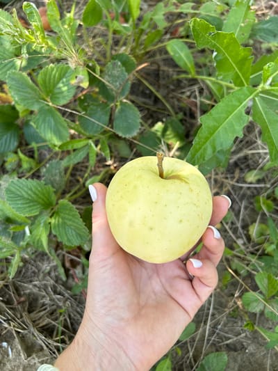 In Zaboizkiy, Russia, a person's hand with white nail polish is holding a pale yellow apple. The apple has a small brown stem. The background consists of green foliage and dry, brown ground cover.
