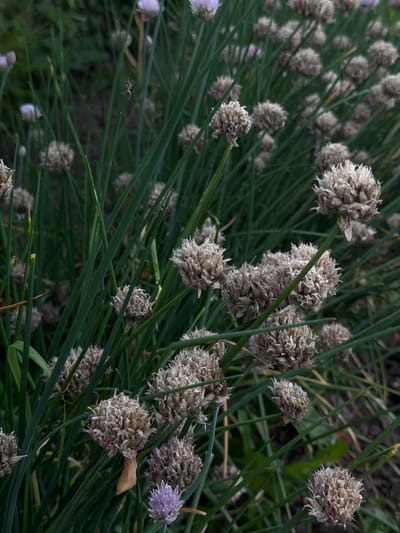 A close-up, detailed shot of a cluster of chive blossoms and their seed heads, set against a backdrop of dark green chive stalks. The chive flowers are predominantly dried and brown, appearing as spherical, textured formations with delicate, wispy petals. One chive blossom is still in bloom, displaying a vibrant purple color with individual florets clearly visible. The setting appears to be a garden or natural area, potentially in Novosilka, Ukraine, given the context. The lighting is somewhat dim, creating soft shadows and highlighting the intricate details of the plant structures. There are no people or animals visible in the image, and the focus is entirely on the botanical elements.