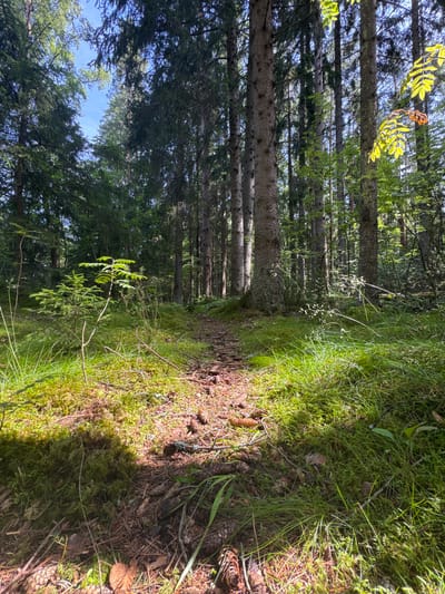 The image depicts a sun-dappled forest path in Petergof Siti, Russia. Tall, mature trees, primarily conifers with rough, textured bark, form a dense canopy overhead, allowing shafts of sunlight to penetrate to the forest floor. The path itself is narrow and appears to be composed of packed earth, pine needles, and small stones. Lush green moss carpets the ground on either side of the path, interspersed with patches of grass and fallen leaves. Small saplings and undergrowth are visible, contributing to the natural, wild appearance of the environment. Pinecones are scattered across the forest floor, adding to the organic texture of the scene. The overall impression is one of a serene and natural forest setting, typical of the woodlands surrounding Petergof.