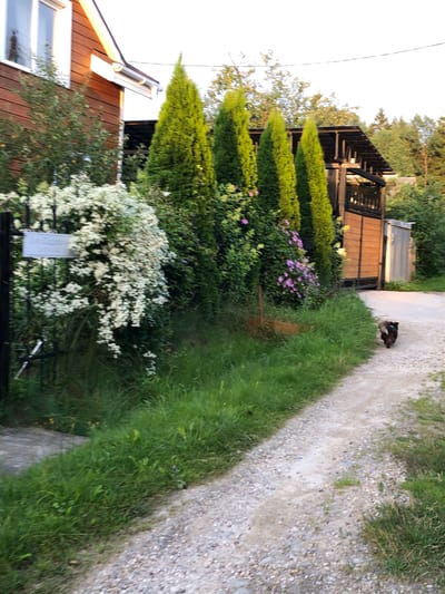 A small brown and white dog with a blue collar walks away from the camera on a gravel path in a rural area. The path is bordered by lush green grass and vegetation. To the left of the path, a wooden house with a white window frame is visible, partially obscured by a large bush with white flowers and some trees. Further back, several tall, conical evergreen trees stand in a row, with a wooden carport or pergola structure behind them, featuring a large wooden gate. The scene appears to be in the SNT Krasnaya Presnya, Russia, judging by the address sign visible on the left. The lighting suggests it is late afternoon or early evening, with warm tones casting on the house.